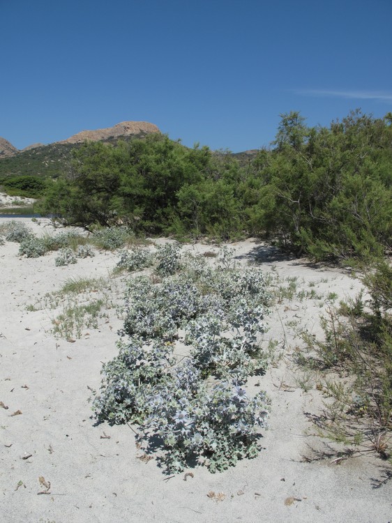 Eryngium maritimum
